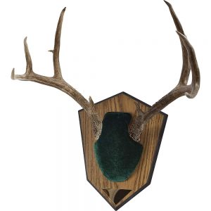 Antler Mounting Kits